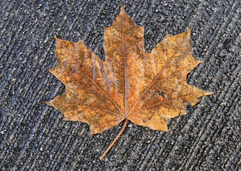 JOE BRYKSA/WINNIPEG FREE PRESS
A lone maple leaf lies on a sidewalk in River Heights. The glorious fall weather Winnipeg has experienced is now but a memory.
November 12, 2010