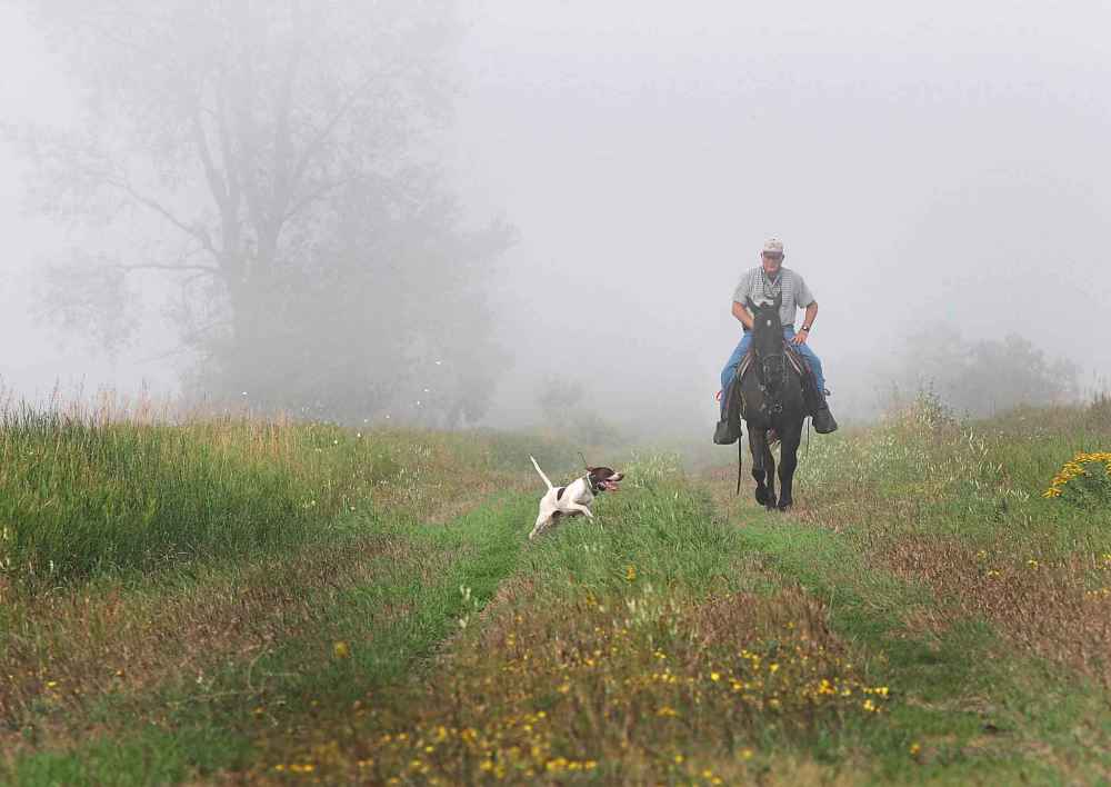 Colvin Davis training his bird dog Cooper on the Broomhill Bird Dog Trails in September 2015.
