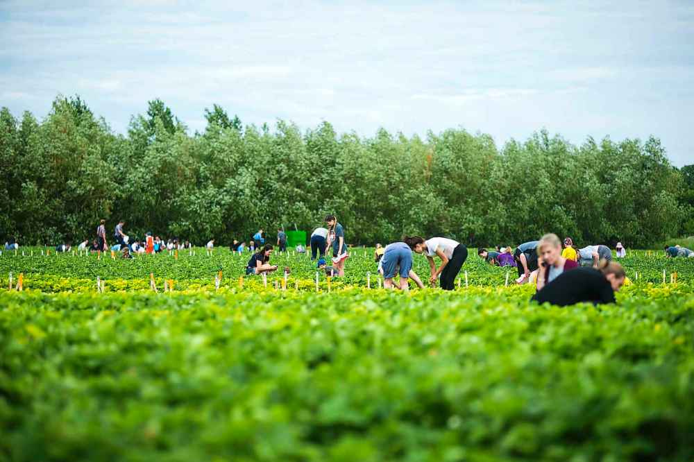 A busy day for strawberry pickers at Cormier's Berry Patch, just outside of La Salle, on Tuesday, July 3, 2018.