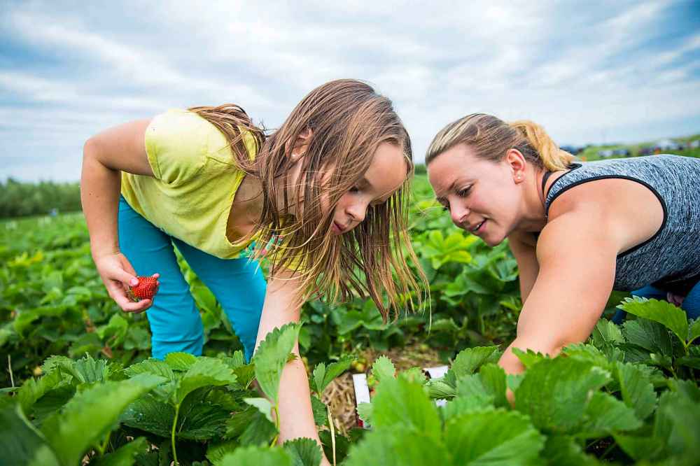 Mykenna Bjornson and her mother, Yvonne, pick strawberries.