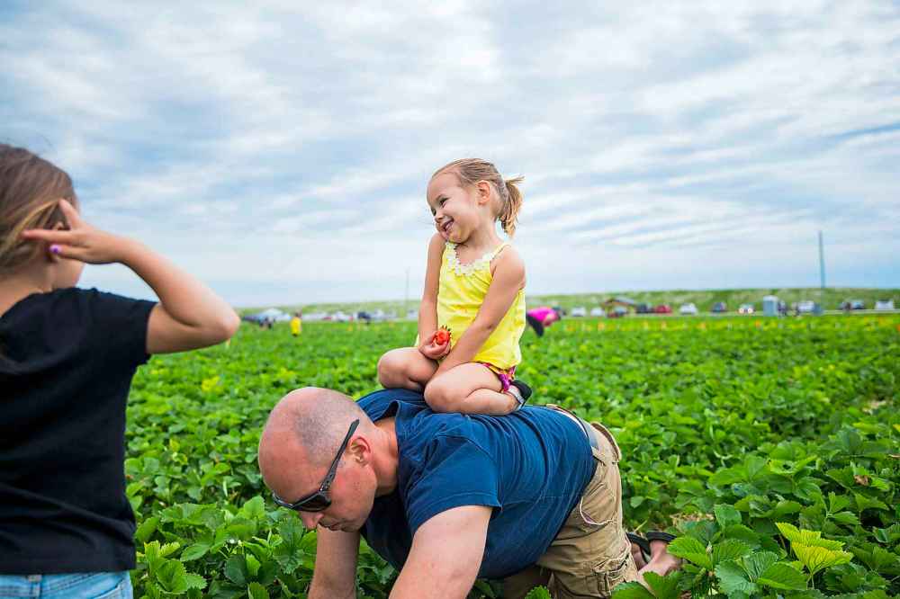 Prestley Bjornson, two, enjoys a ride through the strawberries on her dad, Daryl.