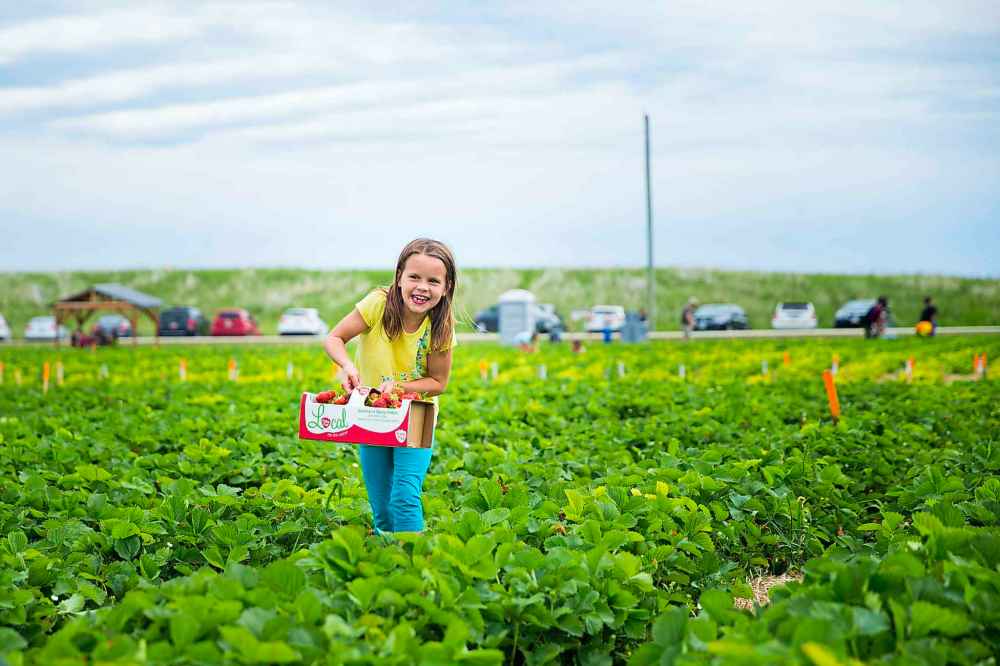 Mykenna Bjornson heaves a full carton of strawberries through the rows.