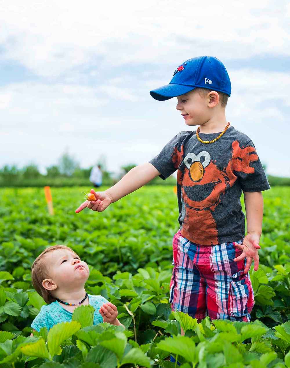 Karsten Mitchell picks strawberries and his younger sister Olivia eats them.