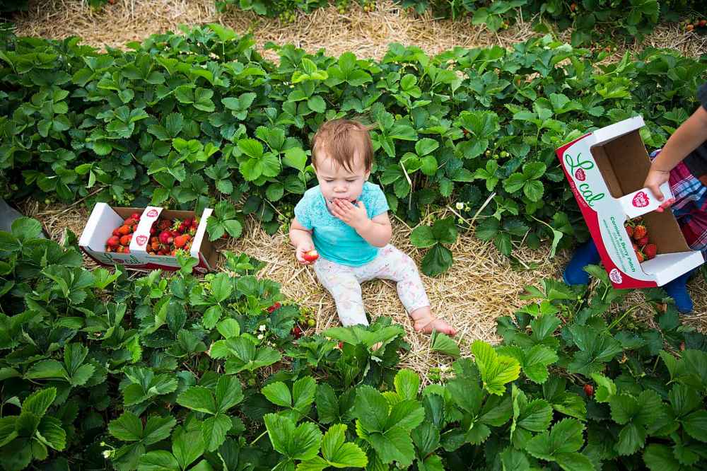 Olivia Mitchell, one, revels in the pickings of her siblings and parents.