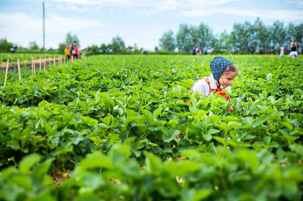 Jessica Wipf, age seven years, travelled from the Vermillion Hutterite Colony to pick berries.