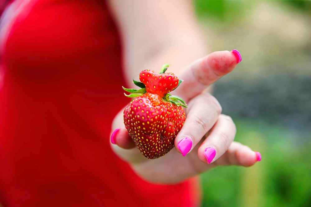 A heart-shaped strawberry at Cormier's Berry Patch.