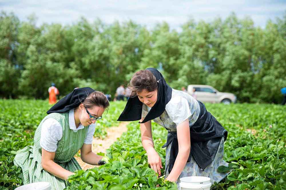 Kaitlyn Gross (left) and Natalia Wipf pick strawberries.
