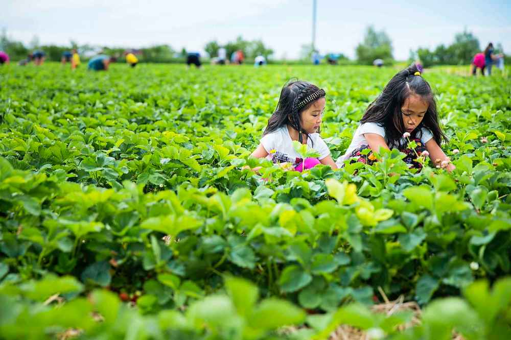 Chloe (left) and Zoe Quizon, six and eight years old, pick strawberries.