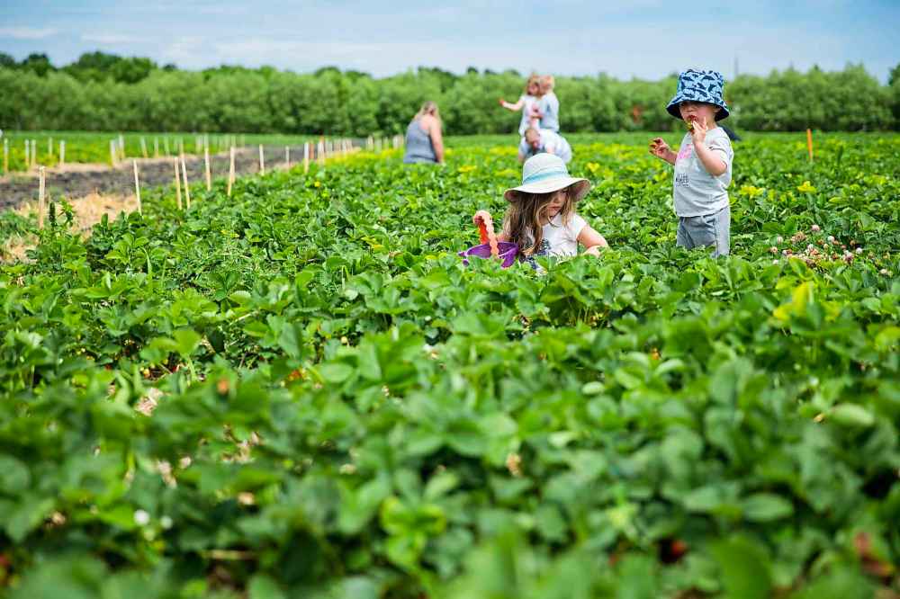 Marley Darani, four, and her brother Cole Darani, one, pick strawberries.