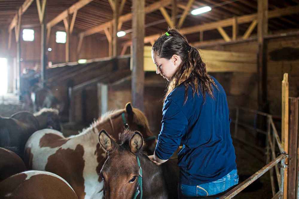 Megahn Adams grooms the ponies.