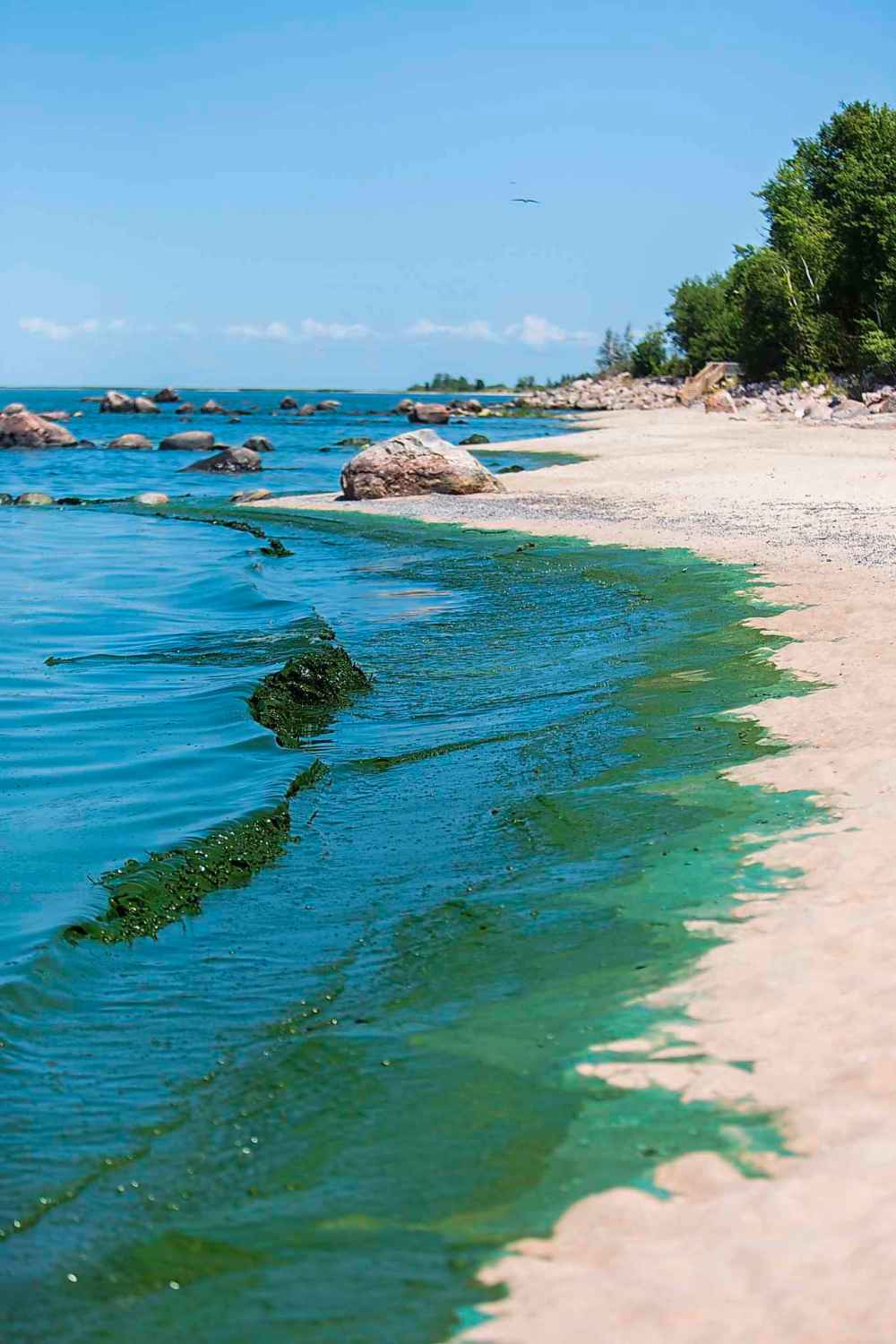 The algae blooms at Connaught Beach.
