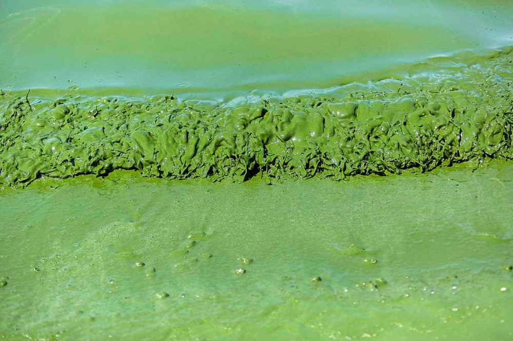 The algae blooms along the shore at Connaught Beach.