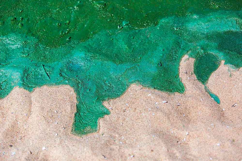 The algae blooms at Connaught Beach.