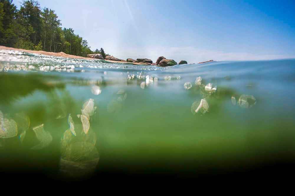 The algae blooms at Connaught Beach.