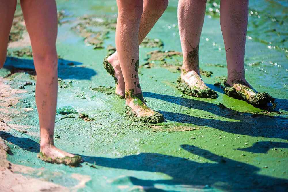 Kids walk along the edge of the algae-laden water at Connaught Beach.