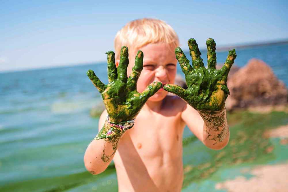 Shea Keast, six, shows his goopy hands after touching the algae bloom at Connaught Beach.