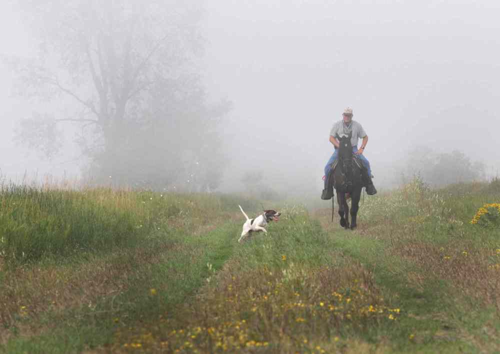 Colvin Davis' english pointer bird dog Cooper works the foggy fields at the Broomhill, Manitoba farm, home of the Broomhill bird dog field trials. September 01, 2015 (JOE BRYKSA / WINNIPEG FREE PRESS)