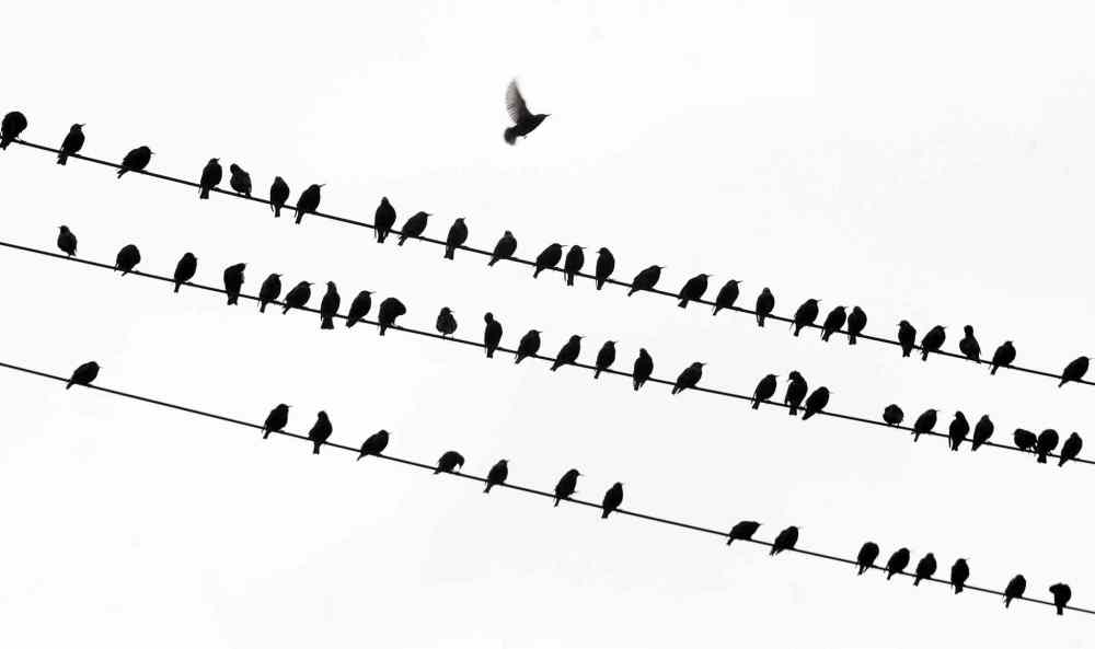 Dare to be Different- One grackle takes off as others stick together on power lines near Jefferson Avenue. January 27, 2015 (JOE BRYKSA / WINNIPEG FREE PRESS)