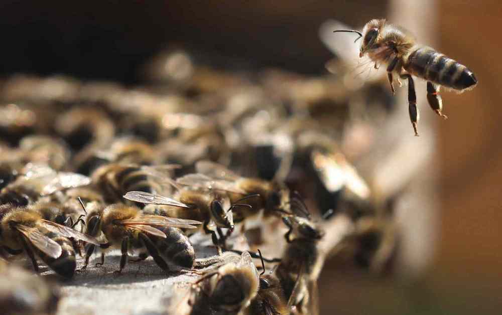 James Patterson's bees in the municipality of Springfield - Bee returns to hive. August 31, 2015 (JOE BRYKSA / WINNIPEG FREE PRESS)