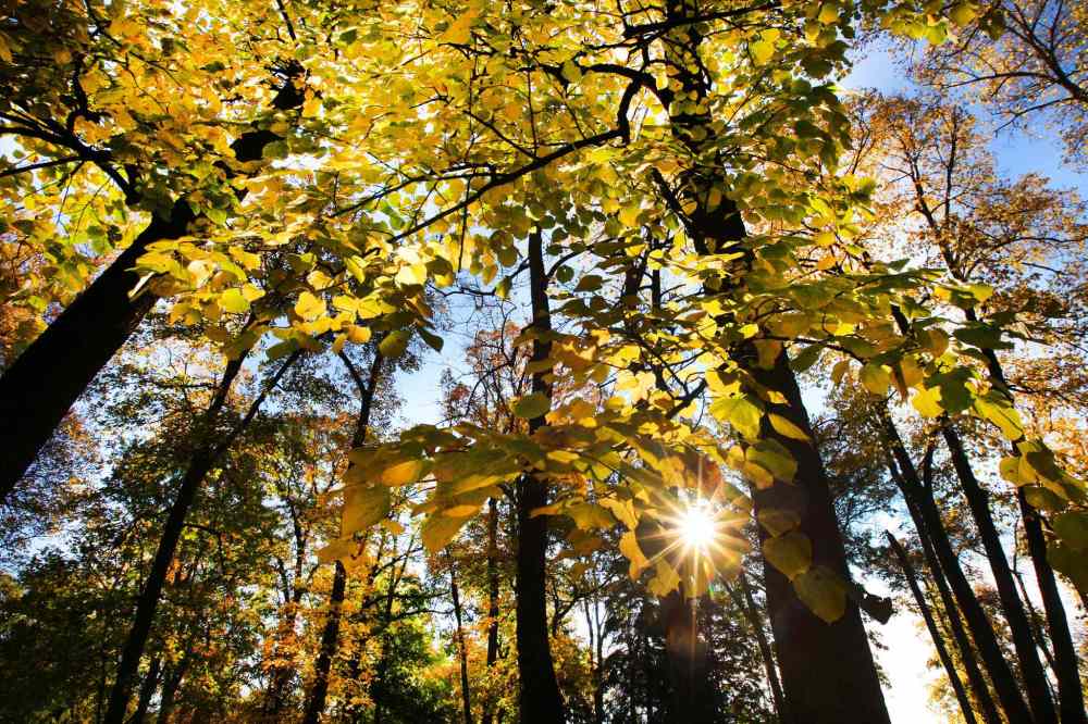 Morning light in St Vital Park. October 06, 2015 (JOE BRYKSA / WINNIPEG FREE PRESS)