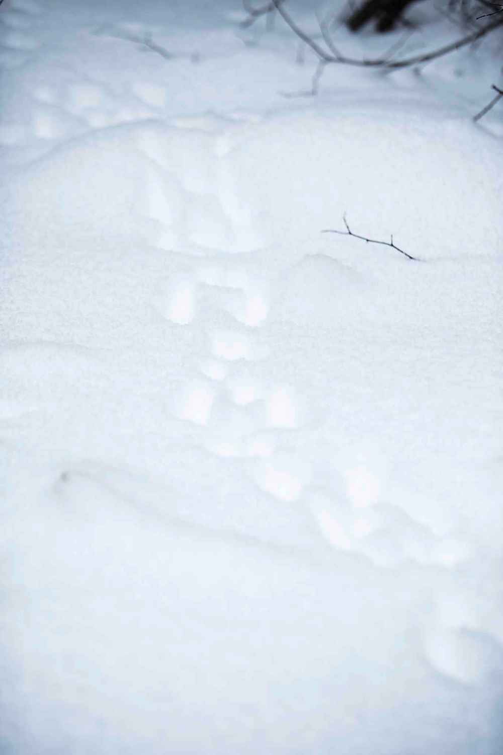 Animals can’t hide their tracks in snow along the Imrie trapline.