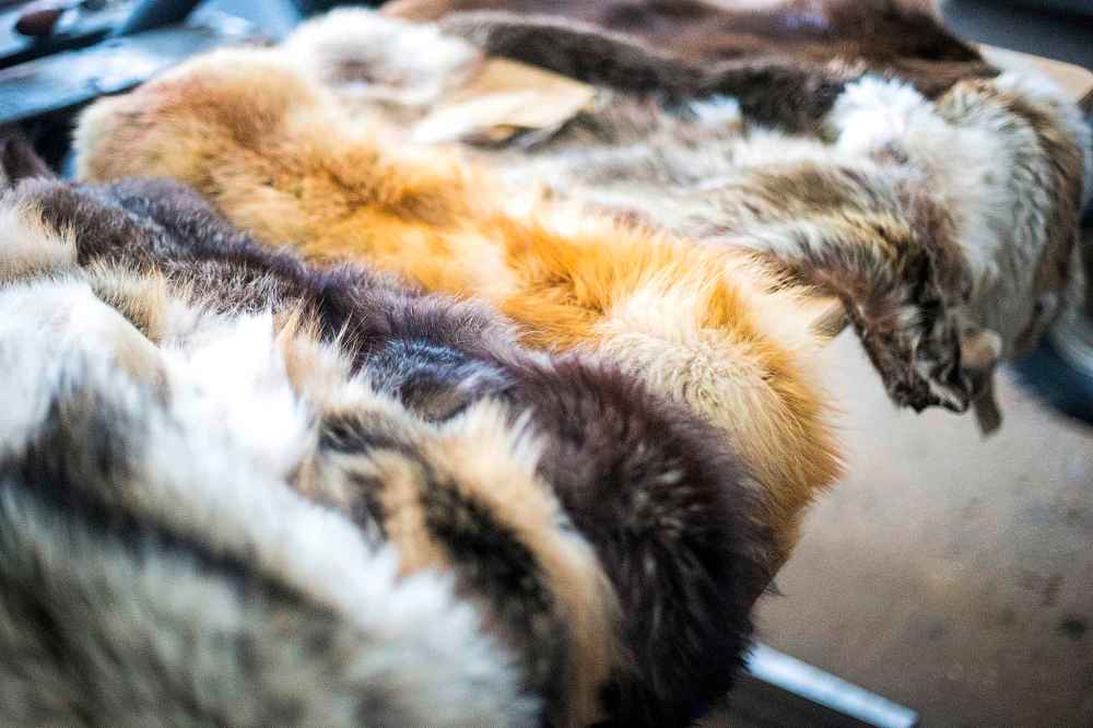 The Imries’ trapline produces a variety of pelts, as seen in the family’s shop.