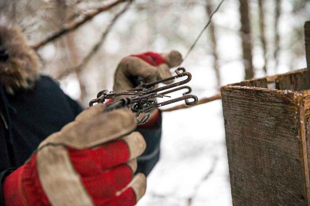 Checking a marten trap.