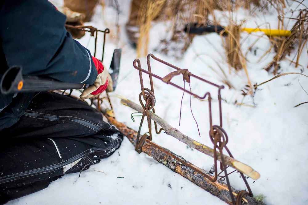 The trap snaps the beaver’s neck, killing it instantly.