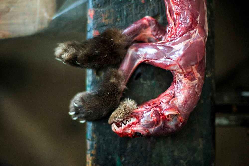After skinning, only tufts of fur on the paws remain.