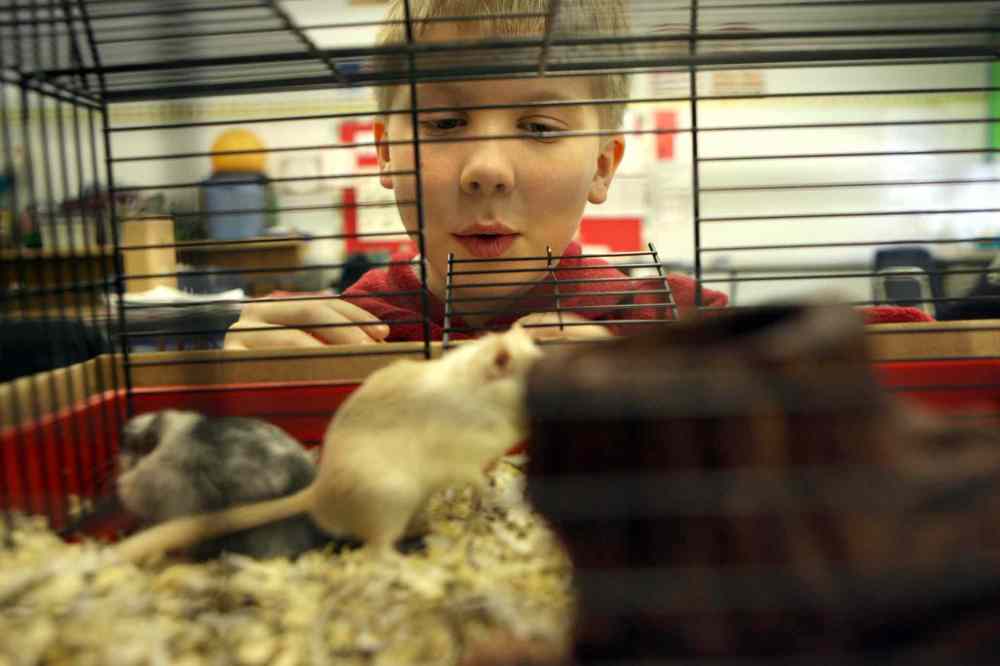 Grade 3: Liam with one of the class's three gerbils.(Ruth Bonneville / Winnipeg Free Press)