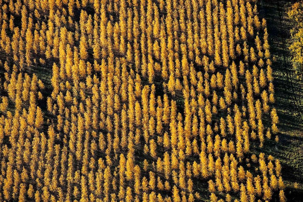 Assiniboine Forest