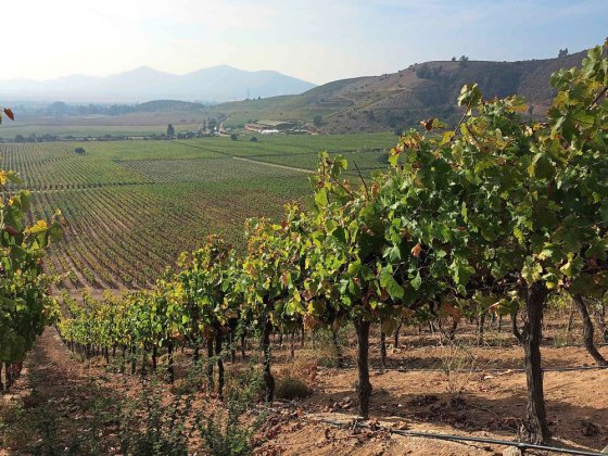 Higher-altitude vineyards such as this one in Chile, visited in 2015, typically offer pretty stunning views. (Ben Sigurdson / Winnipeg Free Press files)