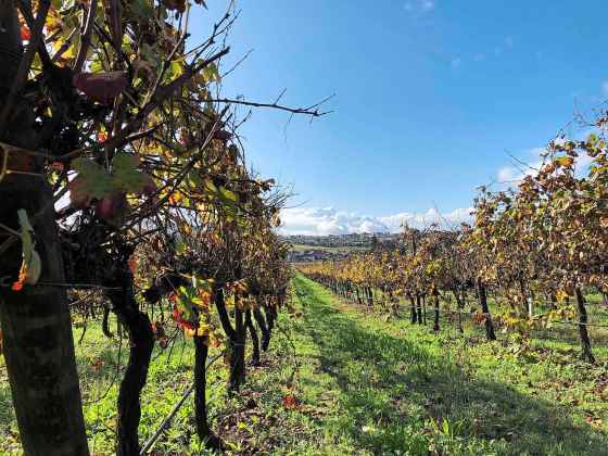 When you visit wine regions, your phone quickly fills up with picturesque shots of vineyards like this one, taken in Portugal’s Dão region in late 2019. (Ben Sigurdson / Winnipeg Free Press)