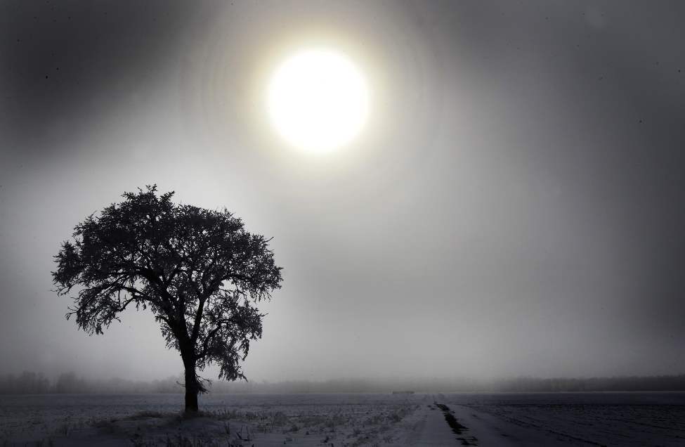 The sun peers through the fog to illuminate a tree covered in hoar frost near Headingley, Manitoba.
Thursday, February 02, 2012
(JOE BRYKSA / WINNIPEG FREE PRESS)