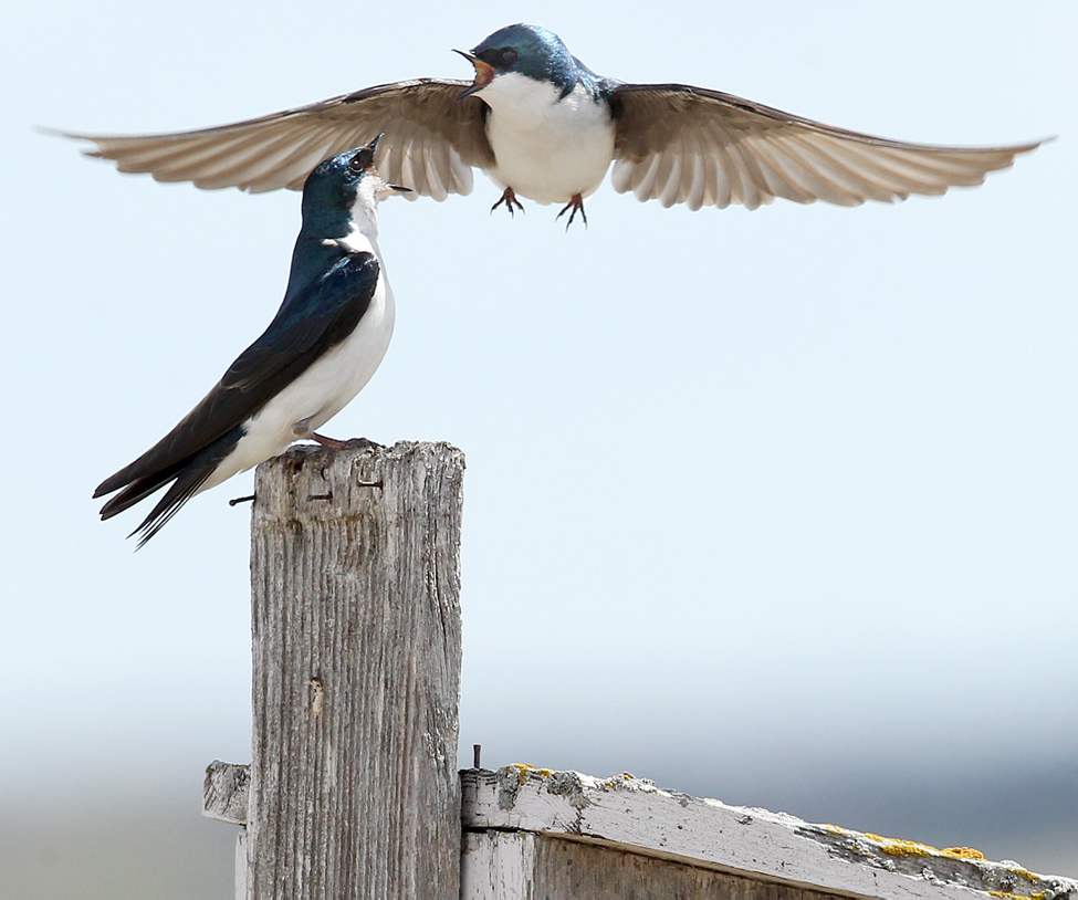 Two common house-martins fight over a bird house at Oak Hammock Marsh.
Wednesday, April 30, 2012
(JOE BRYKSA / WINNIPEG FREE PRESS)