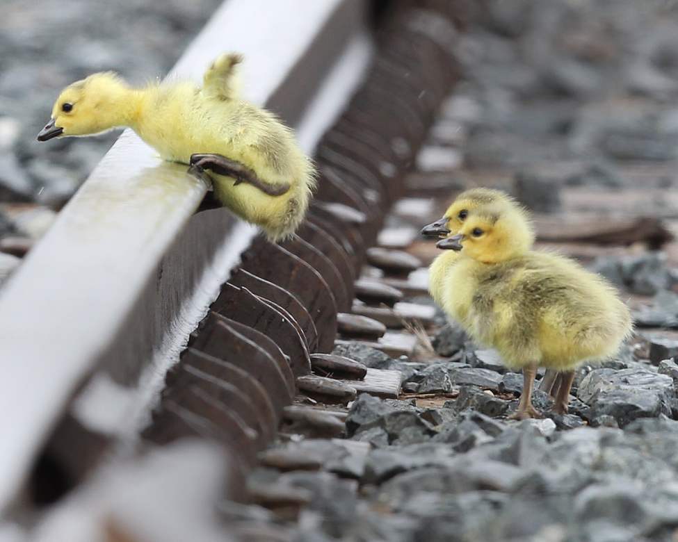 Challenges of Life - Goose goslings jump over railway tracks to catch up to their parents at the CN Intermodal yard on Keewatin Street in Winnipeg. The young goslings seem to normally hatch in the truck yard a few weeks before others in town.
Thursday, April 30, 2012
(JOE BRYKSA / WINNIPEG FREE PRESS)