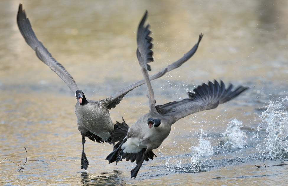 Geese fight as a male defends his nesting site at the duck pond at St. Vital Park.
Thursday, May 10, 2012
(JOE BRYKSA / WINNIPEG FREE PRESS)