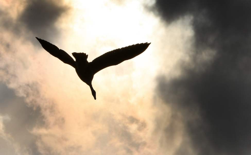 A Canada goose flies towards the sun near the Perimeter Highway North and Main Street.
Monday, May 11, 2012
(JOE BRYKSA / WINNIPEG FREE PRESS)