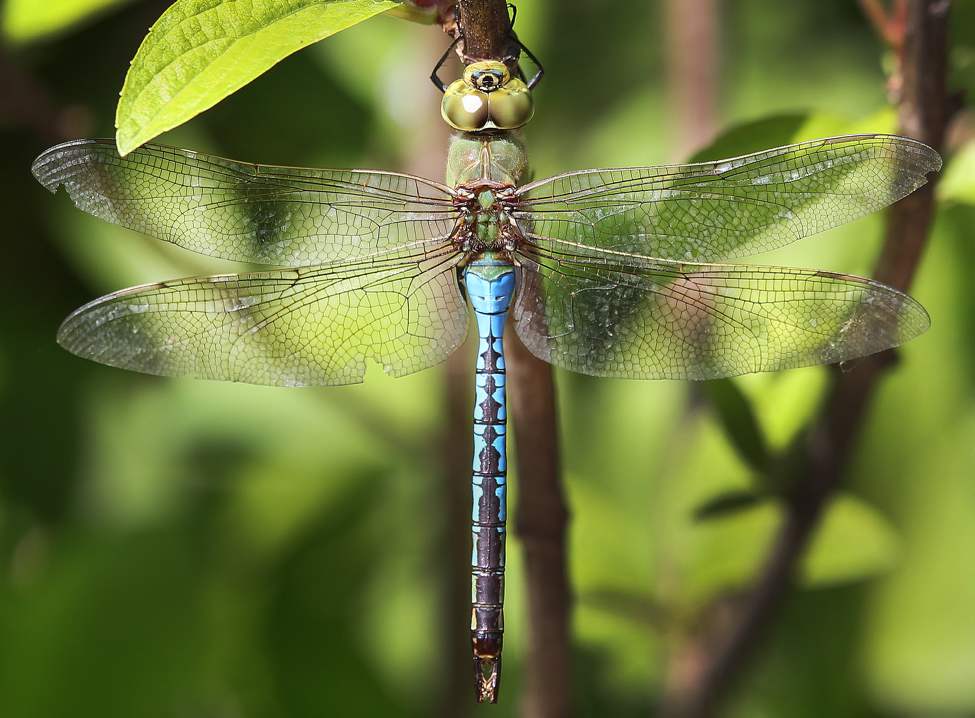 Winnipeg's best friend the dragon fly takes a break at the English Gardens in Assiniboine Park. A dragon fly can eat food equal to its own weight in thirty minutes.
Wednesday, June 13, 2012
(JOE BRYKSA / WINNIPEG FREE PRESS)