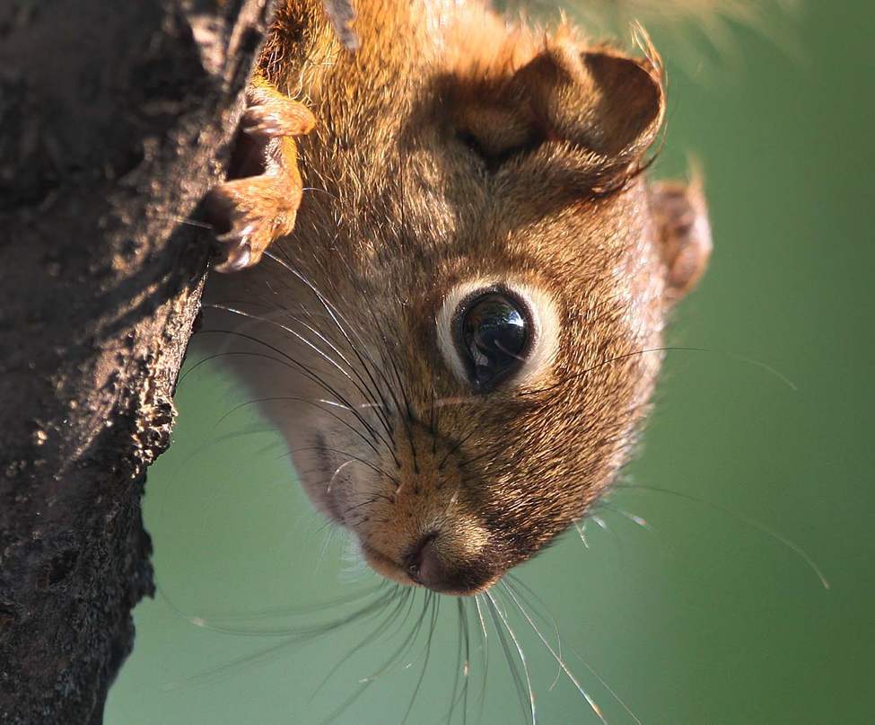 A squirrel enjoys the morning sunshine next to the duck pond in Assiniboine Park.
Wednesday, June 27, 2012
(JOE BRYKSA / WINNIPEG FREE PRESS)