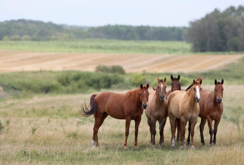 Horses enjoy a beautiful September morning east of Neepawa, Manitoba.
Tuesday, September 04, 2012
(JOE BRYKSA / WINNIPEG FREE PRESS)