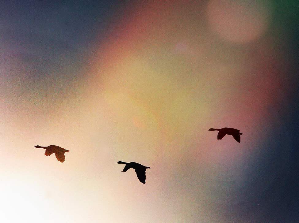 Canada geese fly through morning light in Beaudry Provincial Park in Headingley, Manitoba.
Wednesday, September 12, 2012
(JOE BRYKSA / WINNIPEG FREE PRESS)