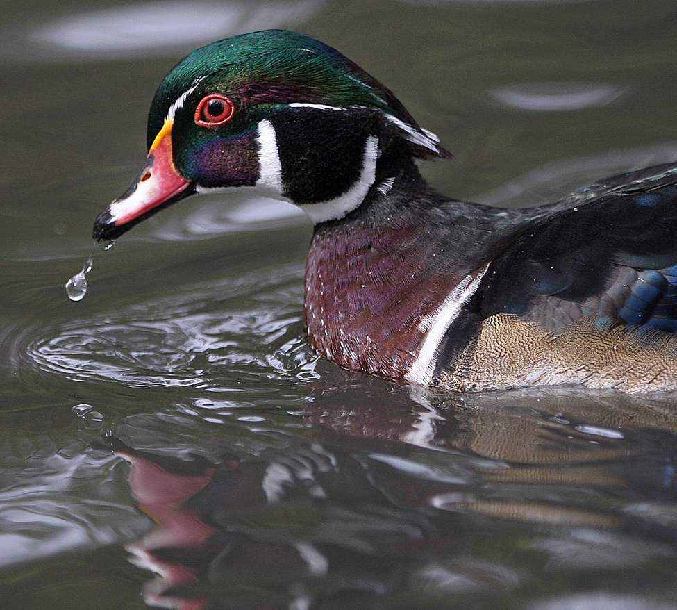 A wood duck swims on Lord Selkirk Creek in Kildonan Park.
Thursday, September 20, 2012
(JOE BRYKSA / WINNIPEG FREE PRESS)