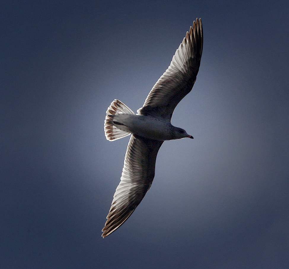 A seagull flies through the sky enjoying a warm fall afternoon at St. Vital Park
Monday, September 24, 2012
(JOE BRYKSA / WINNIPEG FREE PRESS)