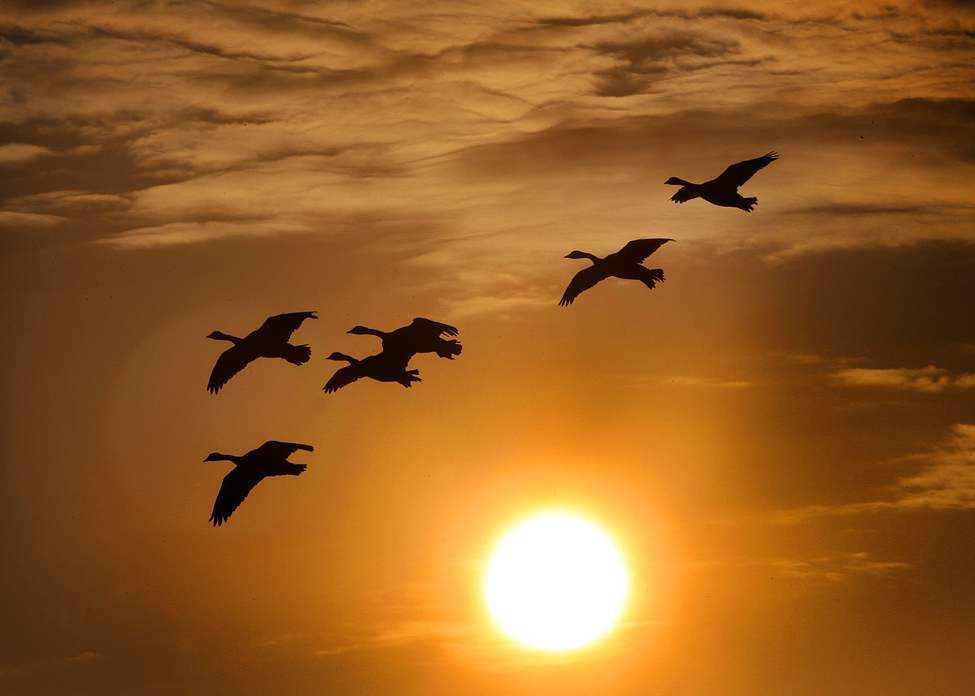 Canada Geese fly over Keewatin Street framed in an impressive sky and morning sunrise.
Thursday, September 27, 2012
(JOE BRYKSA / WINNIPEG FREE PRESS)
