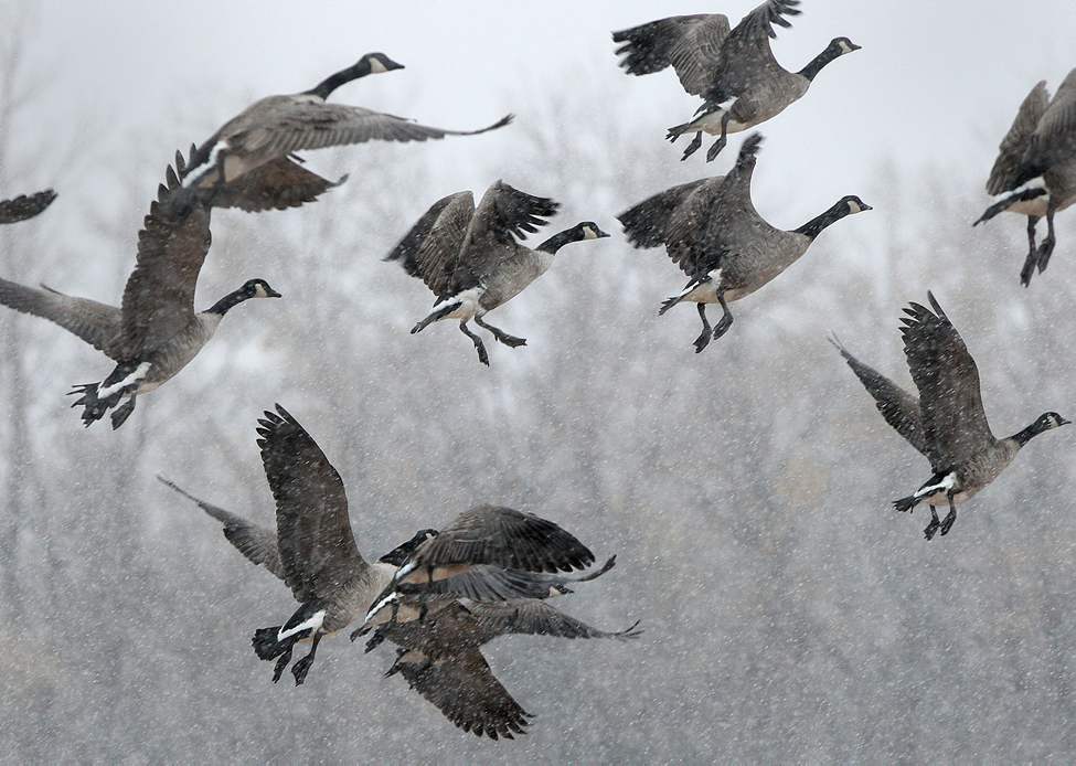 Canada geese fly through the snow near Highway 101 and McPhillips Avenue.
Thursday, October 04, 2012
(JOE BRYKSA / WINNIPEG FREE PRESS)