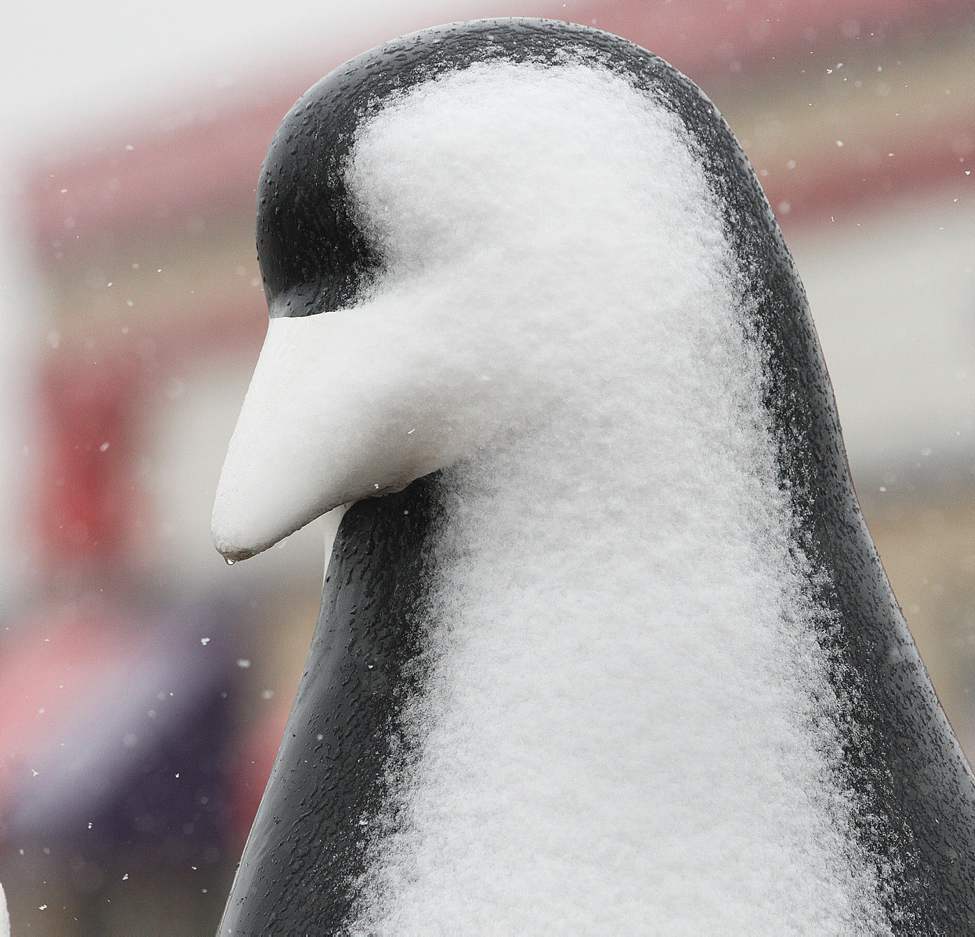 Weather fit for a penguin - A penguin statue is covered in sticky wet snow in Winnipeg at the Walmart parking lot at 3605 Portage Avenue.
Thursday, October 04, 2012
(JOE BRYKSA / WINNIPEG FREE PRESS)