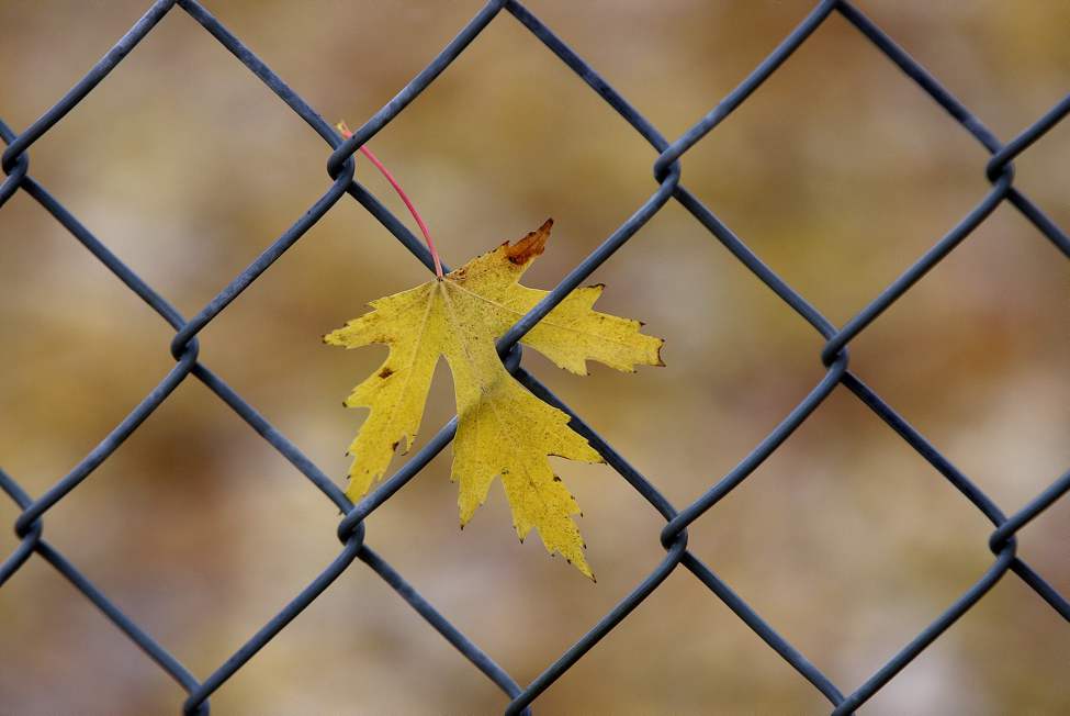 One fall coloured maple leaf hangs on to a wire fence as heavy winds blow cool wet weather through Winnipeg.
Thursday, October 18, 2012
(JOE BRYKSA / WINNIPEG FREE PRESS)