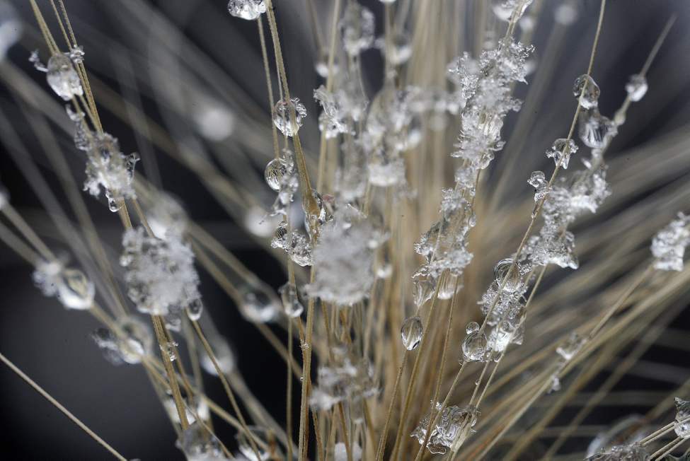 Snow, sleet, and ice covered vegetation in Assiniboine Park.
Friday, October 26, 2012
(JOE BRYKSA / WINNIPEG FREE PRESS)
