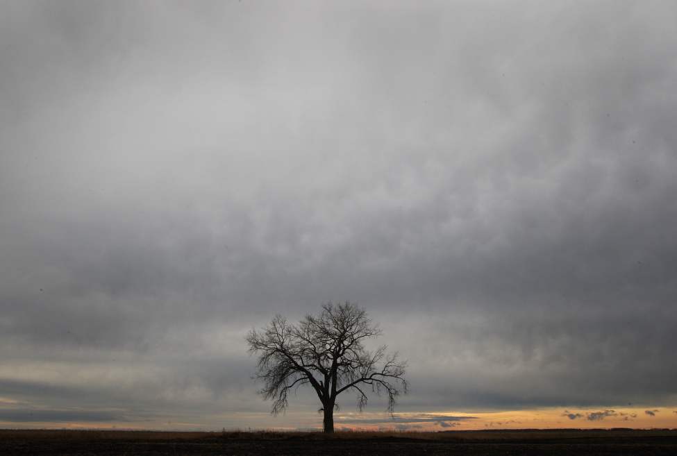 Waiting for Winter - A lone tree sits in a farm field near Letellier, Manitoba.
Wednesday, November 07, 2012
(JOE BRYKSA / WINNIPEG FREE PRESS)
